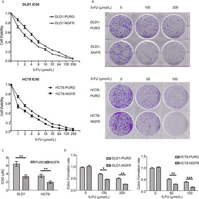 NGFR Increases the Chemosensitivity of Colorectal Cancer Cells by Enhancing the Apoptotic and Autophagic Effects of 5-fluorouracil via the Activation of S100A9